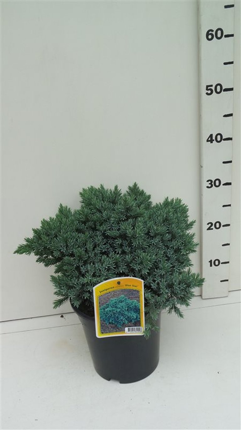 Juniperus squamata 'Blue Star' - C3 25-30 CM